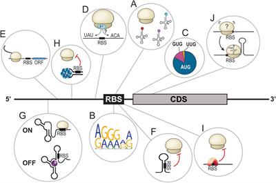 Trans-Acting Effectors Versus RNA Cis-Elements: A Tightly Knit Regulatory Mesh